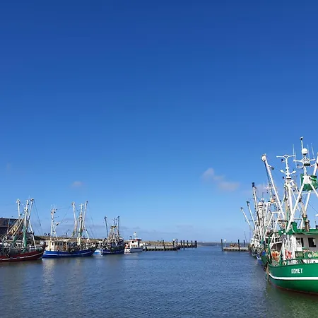 Klippenbarsch Dornum