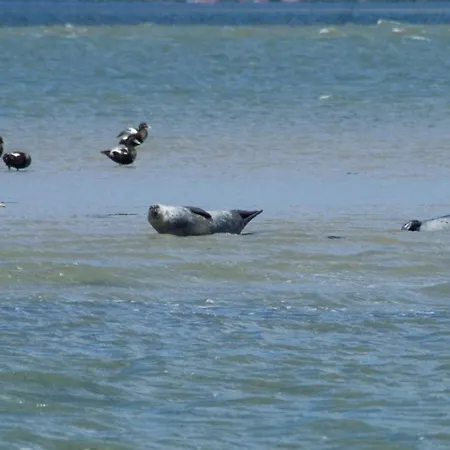 Klippenbarsch Feriehus