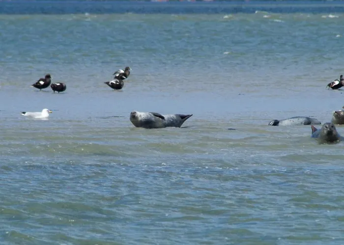 Klippenbarsch Hébergement de vacances